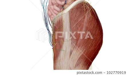 The pelvis is the lower portion of the trunk, located between th 102770919