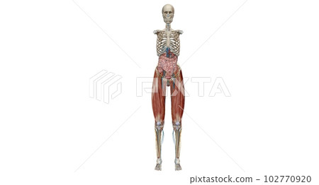 The pelvis is the lower portion of the trunk, located between th The pelvis is the lower portion of the trunk, located between th 102770920
