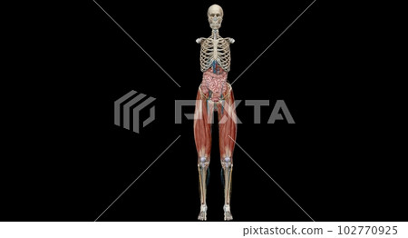 The pelvis is the lower portion of the trunk, located between th 102770925