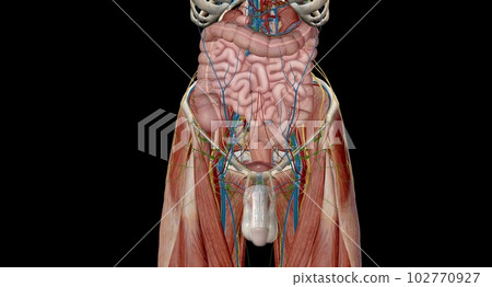 The pelvis is the lower portion of the trunk, located between th 102770927