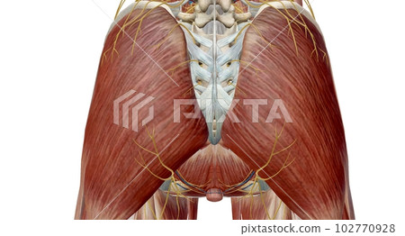 The pelvis is the lower portion of the trunk, located between th 102770928