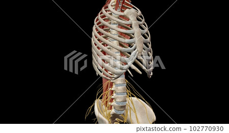 The thoracic spinal column includes 12 vertebrae located between 102770930
