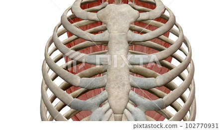 The thoracic spinal column includes 12 vertebrae located between 102770931