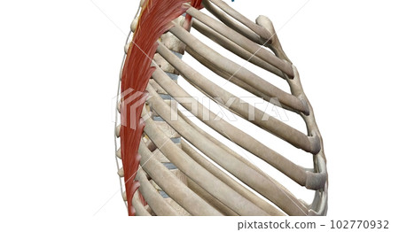 The thoracic spinal column includes 12 vertebrae located between 102770932