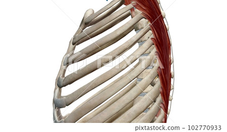 The thoracic spinal column includes 12 vertebrae located between 102770933