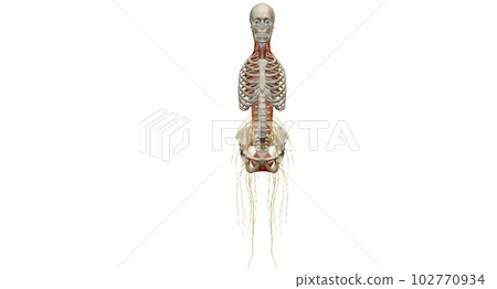 The thoracic spinal column includes 12 vertebrae located between 102770934