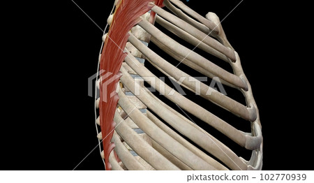 The thoracic spinal column includes 12 vertebrae located between The thoracic spinal column includes 12 vertebrae located between 102770939