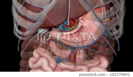 The lesser curvature of the stomach is supplied by the left and right gastric ery 102770941