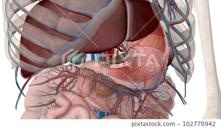 The lesser curvature of the stomach is supplied by the left and right gastric ery 102770942