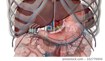 The lesser curvature of the stomach is supplied by the left and right gastric ery 102770944