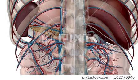 The lesser curvature of the stomach is supplied by the left and right gastric ery 102770946