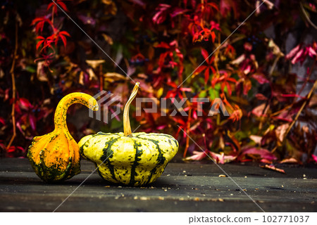 Yellow pumpkin and red ivy 102771037
