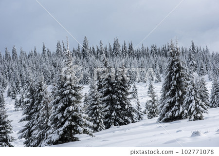 Winter forest covered with snow Winter forest covered with snow 102771078