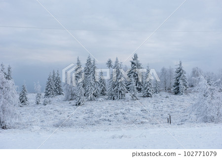 Winter pine trees, Christmas concept 102771079