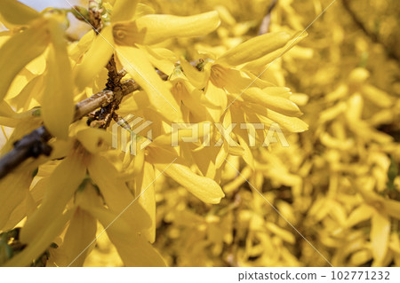 Forsythia yellow flowers on thin branches of huge hedge in spring sun Forsythia yellow flowers on thin branches of huge hedge in spring sun 102771232