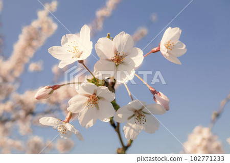 White flowers and closed buds on thin branch of japanese cherry close up in the spring garden park on blue sky White flowers and closed buds on thin branch of japanese cherry close up in the spring garden park on blue sky 102771233
