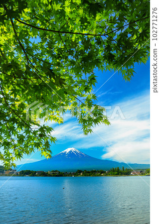 Fresh greenery of Lake Kawaguchiko and Mt. Fuji Kawaguchiko Town, Yamanashi Prefecture Fresh greenery of Lake Kawaguchiko and Mt. Fuji Kawaguchiko Town, Yamanashi Prefecture 102771276