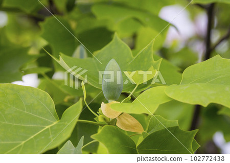 Close up of bud flower of Tulip tree Liriodendron tulipifera . American Tuliptree or Tulip Poplar on blue background. Selective focus Close up of bud flower of Tulip tree Liriodendron tulipifera . American Tuliptree or Tulip Poplar on blue background. Selective focus 102772438