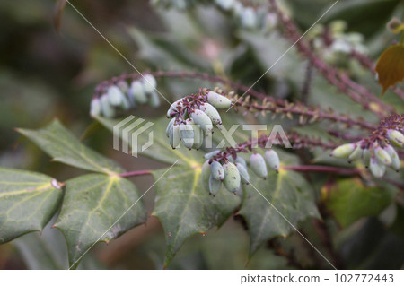 Mahonia aquifolium plant with blue fruits, ornamental evergreen plant Mahonia aquifolium plant with blue fruits, ornamental evergreen plant 102772443