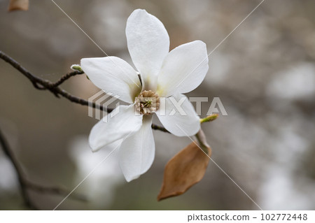 blossoming Magnolia kobus flower close-up in spring blossoming Magnolia kobus flower close-up in spring 102772448
