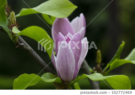 close up magnolia tree blossom in springtime. tender pink flowers bathing in sunlight. warm april weather. close up magnolia tree blossom in springtime. tender pink flowers bathing in sunlight. warm april weather. 102772469
