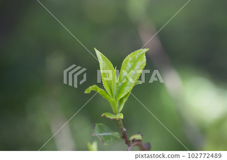 Closeup, Top of Green tea leaf in the morning, tea plantation, blurred background, selective focus. Closeup, Top of Green tea leaf in the morning, tea plantation, blurred background, selective focus. 102772489