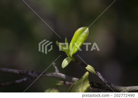 Closeup, Top of Green tea leaf in the morning, tea plantation, blurred background, selective focus. Closeup, Top of Green tea leaf in the morning, tea plantation, blurred background, selective focus. 102772490