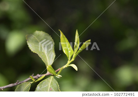 Closeup, Top of Green tea leaf in the morning, tea plantation, blurred background, selective focus. Closeup, Top of Green tea leaf in the morning, tea plantation, blurred background, selective focus. 102772491