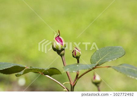Beautiful Valentine Rose Bud Nature Love Background 102772492