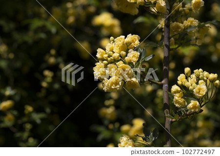 Yellow flower of Banksia rose wetted by rain, Rosa banksiae Yellow flower of Banksia rose wetted by rain, Rosa banksiae 102772497