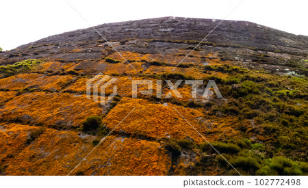 wall covered with red moss 102772498