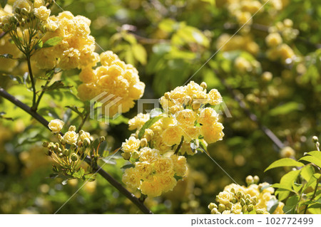 yellow roses Rosa banksiae illuminated by the sun in the garden. floral yellow spring and summer background yellow roses Rosa banksiae illuminated by the sun in the garden. floral yellow spring and summer background 102772499