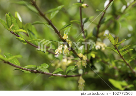 yellow flowers of Lonicera nitida shrub, spring floral background 102772503