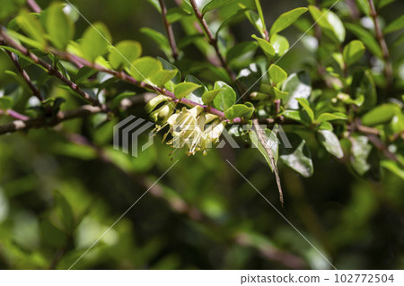 yellow flowers of Lonicera nitida shrub, spring floral background 102772504