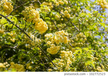 yellow roses Rosa banksiae illuminated by the sun in the garden. floral yellow spring and summer background yellow roses Rosa banksiae illuminated by the sun in the garden. floral yellow spring and summer background 102772523