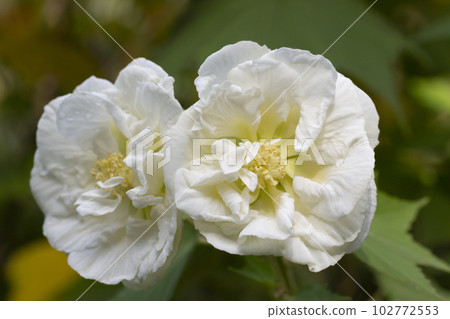 Rose flower rugosa white, grow in the garden. 102772553