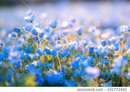 盛開的“東京” nemophila 田，舍人公園 102772892