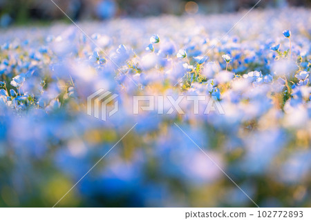 盛開的“東京” nemophila 田,舍人公園 盛開的“東京” nemophila 田,舍人公園 102772893
