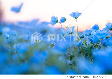 盛開的“東京” nemophila 田，舍人公園 102772928