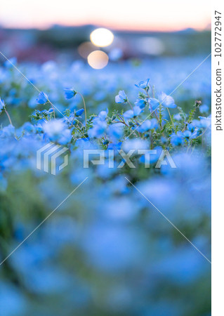 盛開的“東京” nemophila 田,舍人公園 盛開的“東京” nemophila 田,舍人公園 102772947