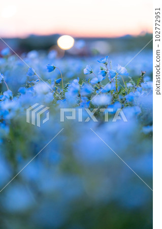 "Tokyo" nemophila field in full bloom, Toneri Park 102772951
