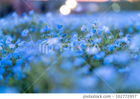 盛開的“東京” nemophila 田，舍人公園 102772957