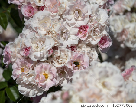 beautiful pink rose flower 102773003