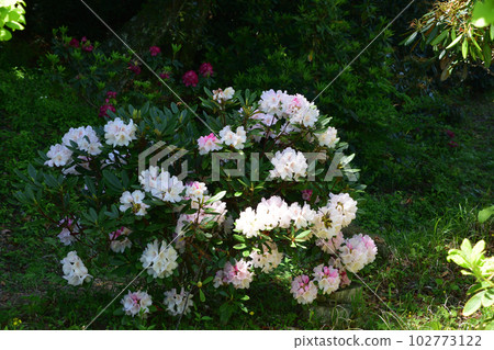 Shinkakuji Temple/Rhododendron 102773122