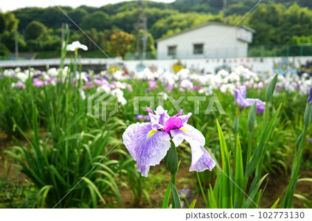 鳶尾花 鳶尾花 102773130