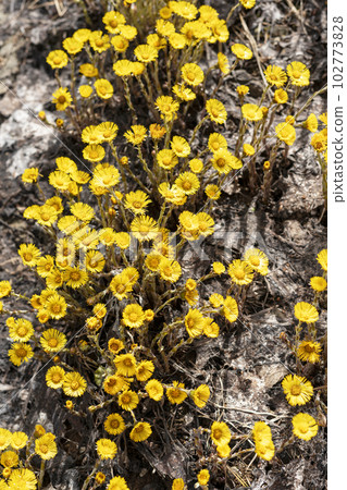 spring young yellow flowers mother and stepmother close-up, plant natural background with copy space, Tussilago farfara 102773828