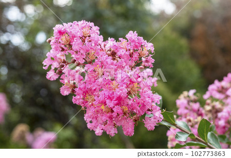 flowering plant Lagerstroemia indica, the crape myrtle - crepe myrtle or crepeflower in bloom with pink flowers close-up spring blooming 102773863