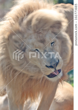 White Lion White Lion 102773885