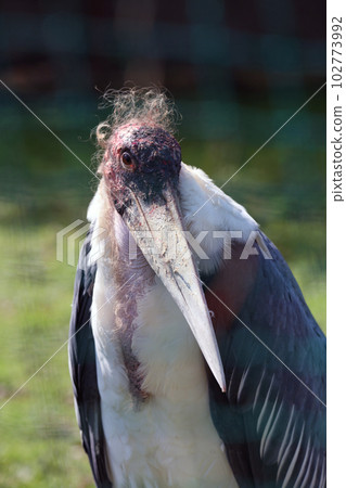 African Bald Stork African Bald Stork 102773992