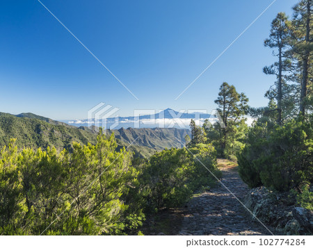 Scenic green landscape in Garajonay National Park with island Tenerife and Volcano Pico de Teide.Hiking trail from the Mirador de Roque Agando to La Laja on La Gomera, Canary Islands, Spain, Europe. 102774284
